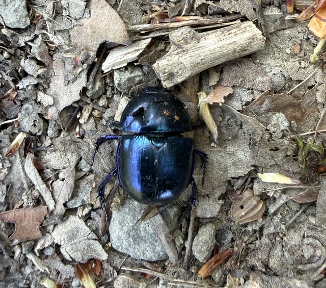 Trypocopris vernalis - tavaszi álganéjtúró