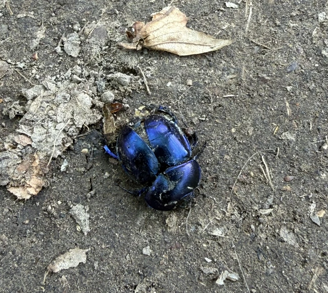 Trypocopris vernalis - tavaszi álganéjtúró
