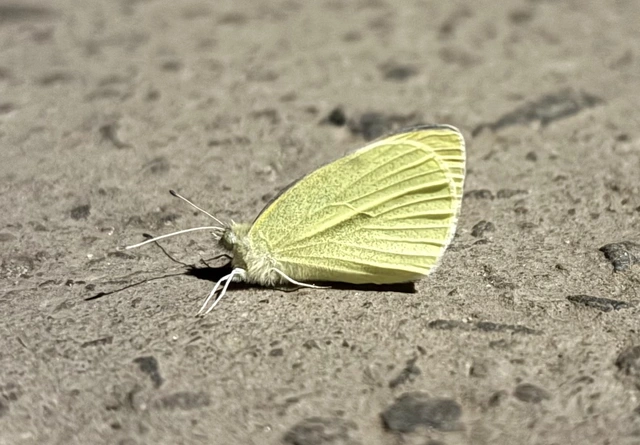 Pieris rapae - répalepke