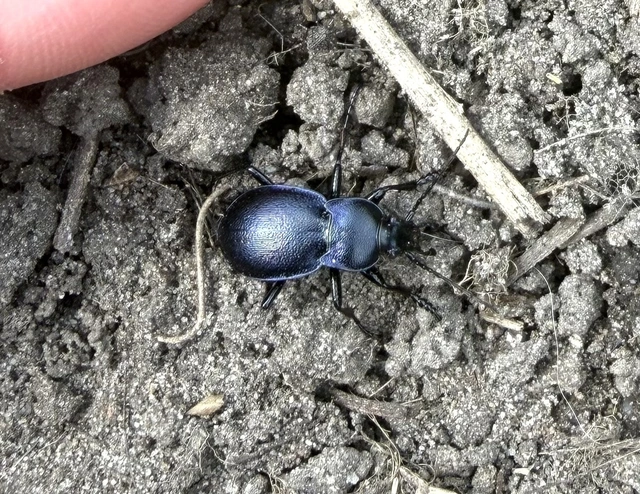 Carabus convexus - selymes futrinka