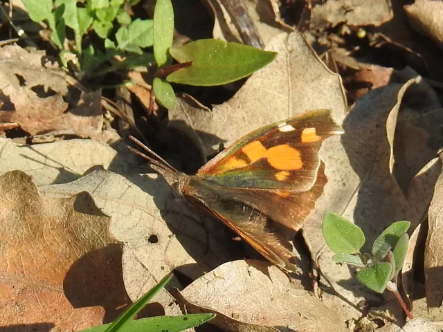 Libythea celtis - csőröslepke
