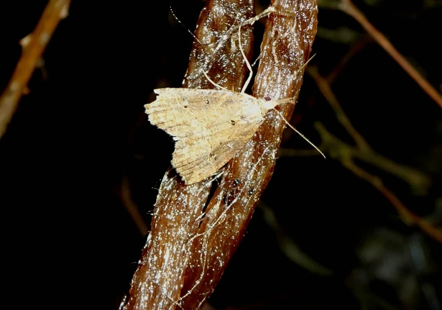 Hypena rostralis - közönséges karcsúbagoly