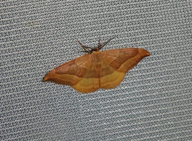 Watsonalla cultraria - bükkfa-sarlósszövő