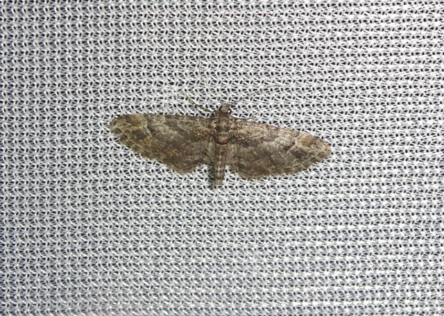 Gymnoscelis rufifasciata - vöröscsíkos törpearaszoló