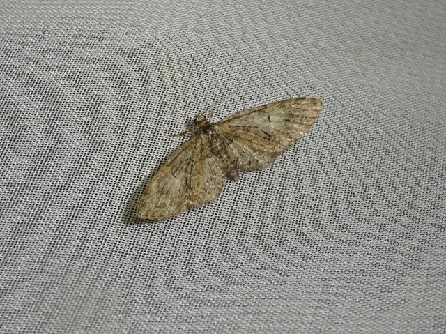 Eupithecia abbreviata - korai törpearaszoló
