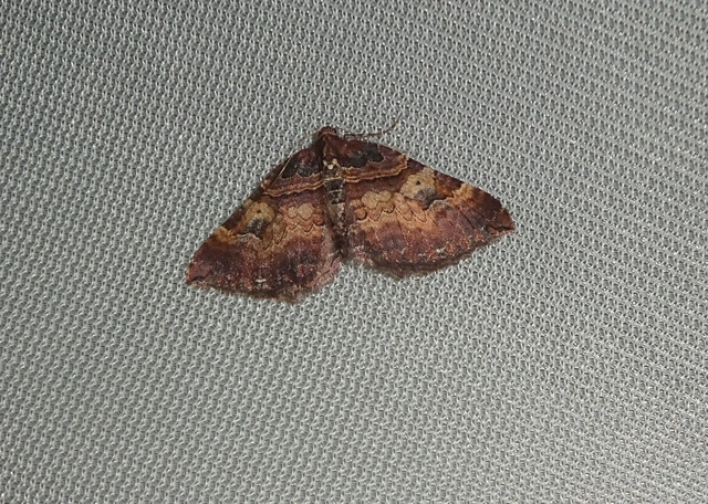 Earophila badiata - csipkerózsa-araszoló