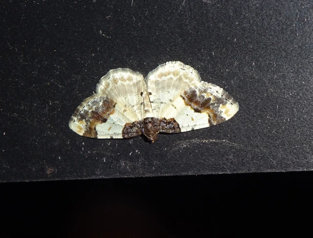 Ligdia adustata - barna levélaraszoló
