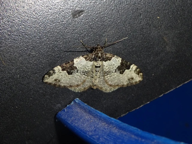 Xanthorhoe fluctuata - közönséges tarkaaraszoló