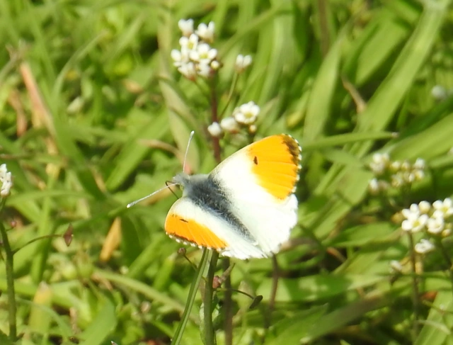 Anthocharis cardamines - hajnalpírlepke