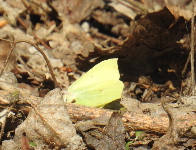 Gonepteryx rhamni - citromlepke