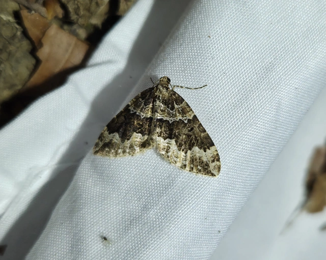 Lampropteryx suffumata - füstös araszoló