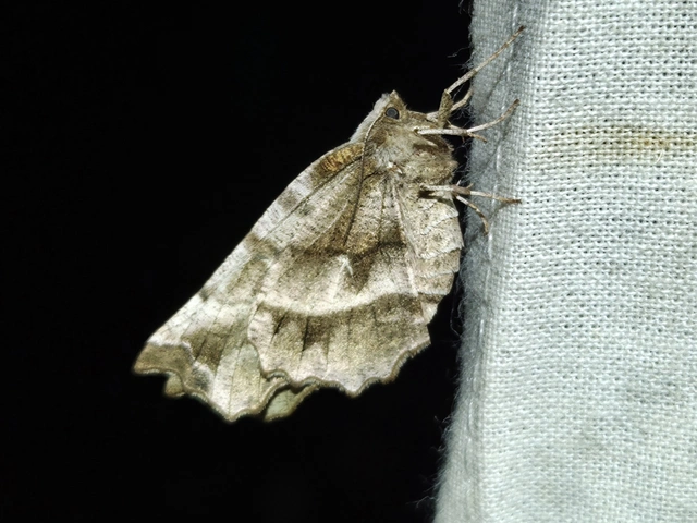 Selenia dentaria - kétfoltos holdasaraszoló