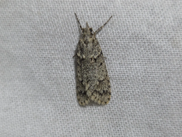 Diurnea fagella - szürke tavaszimoly