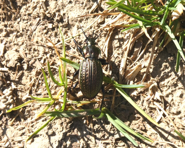 Carabus ulrichii - rezes futrinka Carabus ulrichii - rezes futrinka