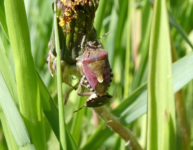 Dolycoris baccarum - közönséges bogyómászó-poloska Dolycoris baccarum - közönséges bogyómászó-poloska