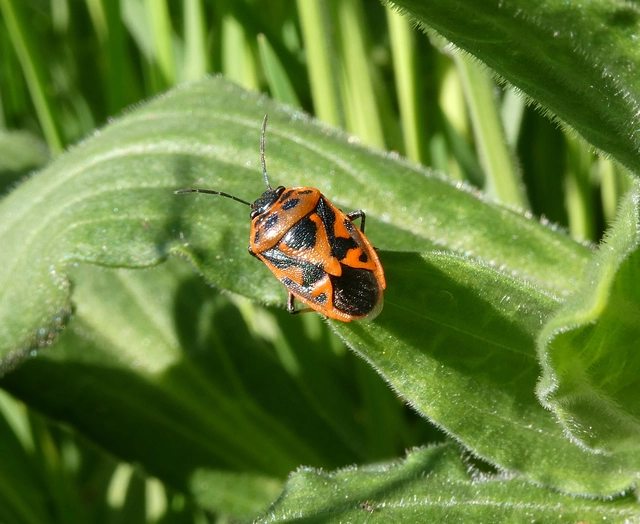 Eurydema ornata - díszespoloska Eurydema ornata - díszespoloska