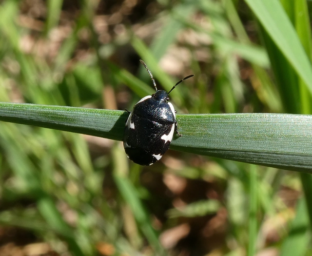 Tritomegas sexmaculatus - hatfoltos földipoloska