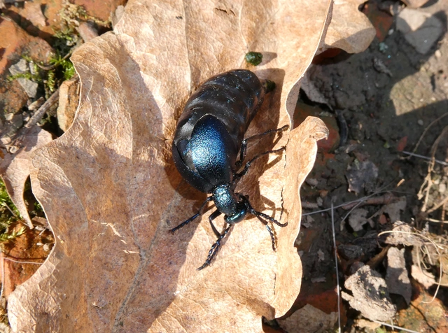 Meloe violaceus - kék nünüke