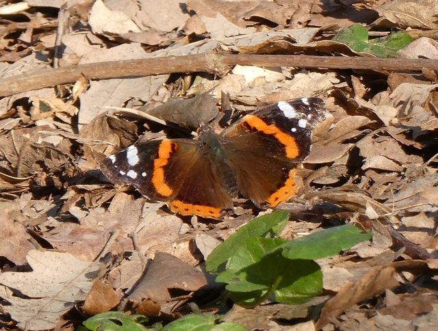 Vanessa atalanta - atalantalepke