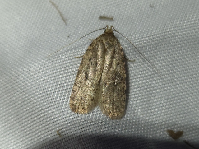 Depressaria
