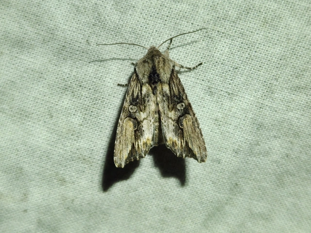 Egira conspicillaris - változékony szürkebagoly