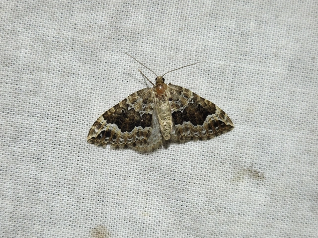 Lampropteryx suffumata - füstös araszoló