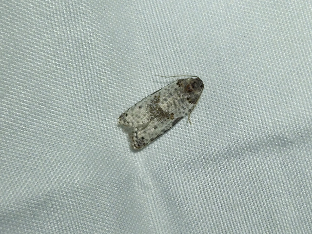 Pseudeulia asinana - korai sodrómoly