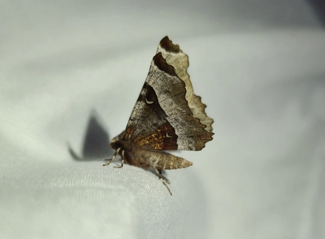 Selenia tetralunaria - négyfoltos holdasaraszoló