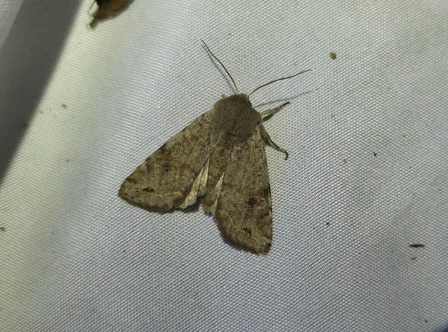 Orthosia incerta - változékony barkabagoly
