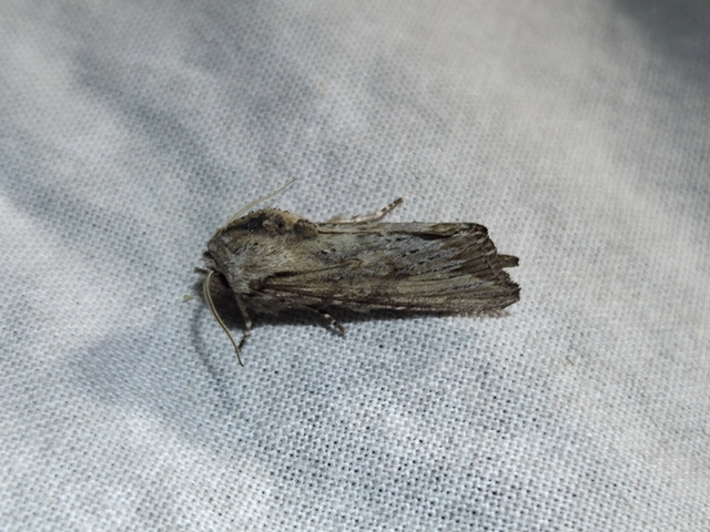 Egira conspicillaris - változékony szürkebagoly