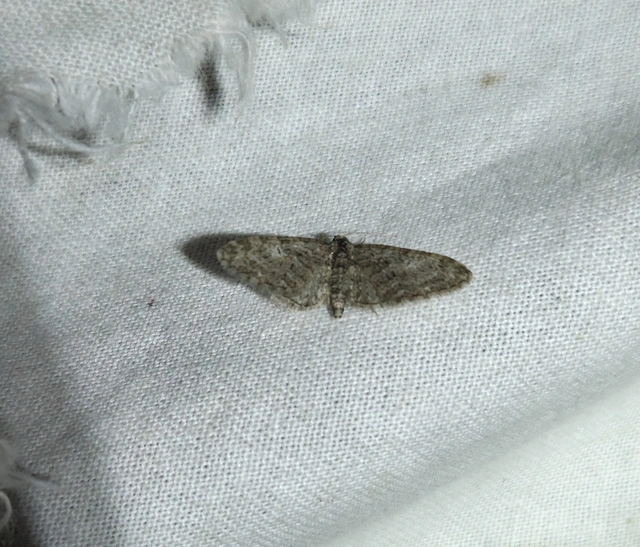 Eupithecia dodoneata - tölgy-törpearaszoló