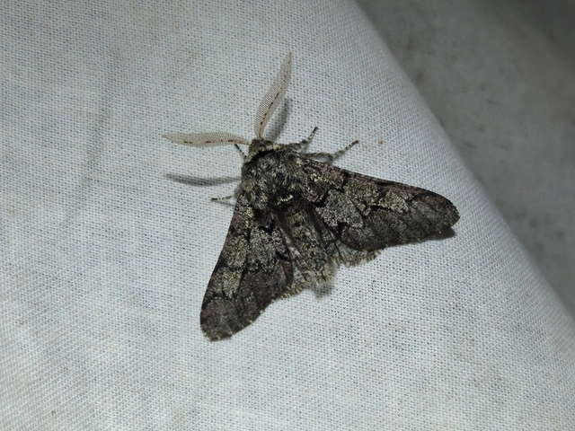 Biston strataria - barnapettyes araszoló