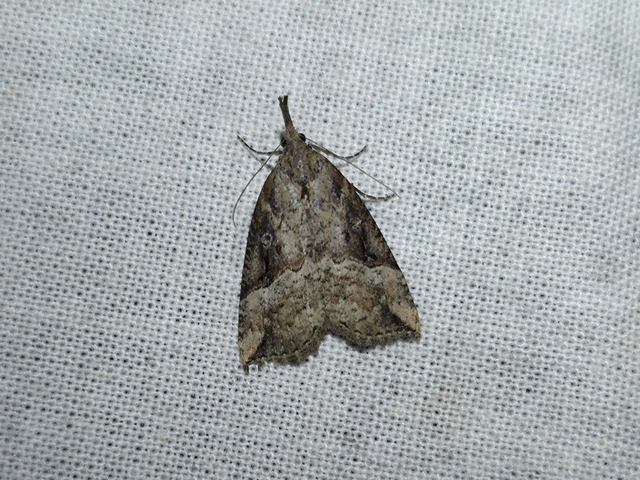 Hypena rostralis - közönséges karcsúbagoly