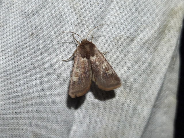 Cerastis leucographa - fehérjegyes tavaszibagoly