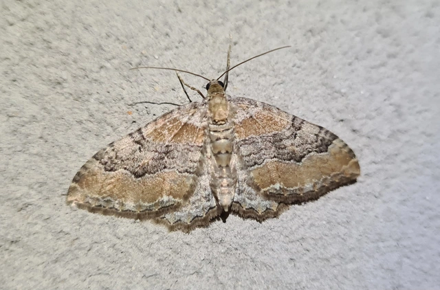 Hydria cervinalis - őzbarna araszoló