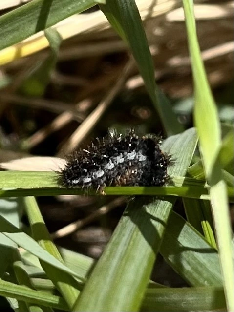 Spiris striata - csíkos molyszövő