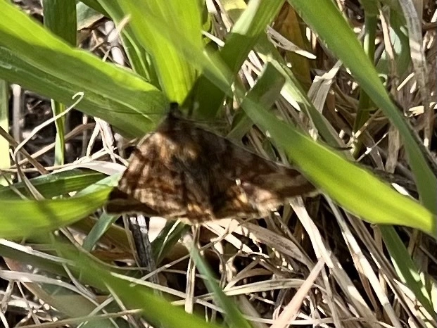 Euclidia glyphica - közönséges nappalibagoly