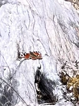 Nymphalis io - nappali pávaszem