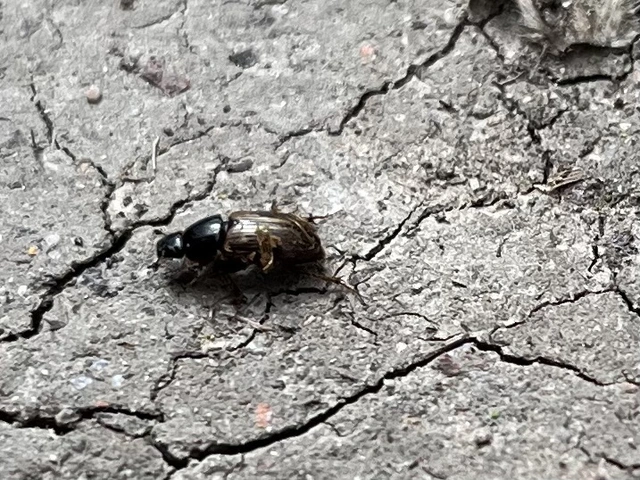 Aphodius prodromus - sárgalábú trágyabogár