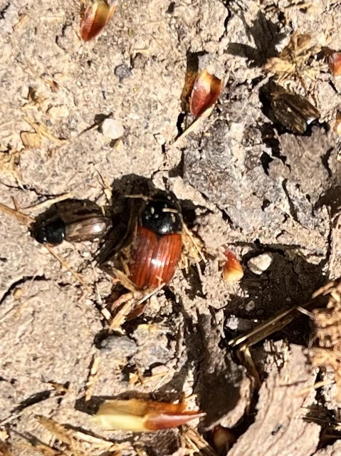 Aphodius fimetarius - feketehasú trágyabogár
