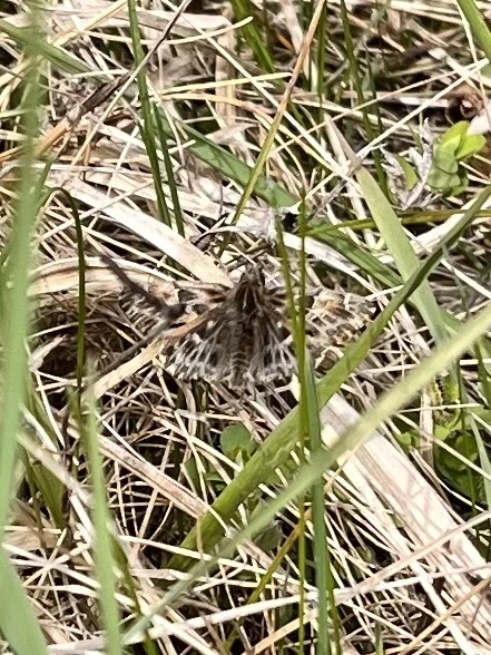 Carcharodus alceae - mályva-busalepke