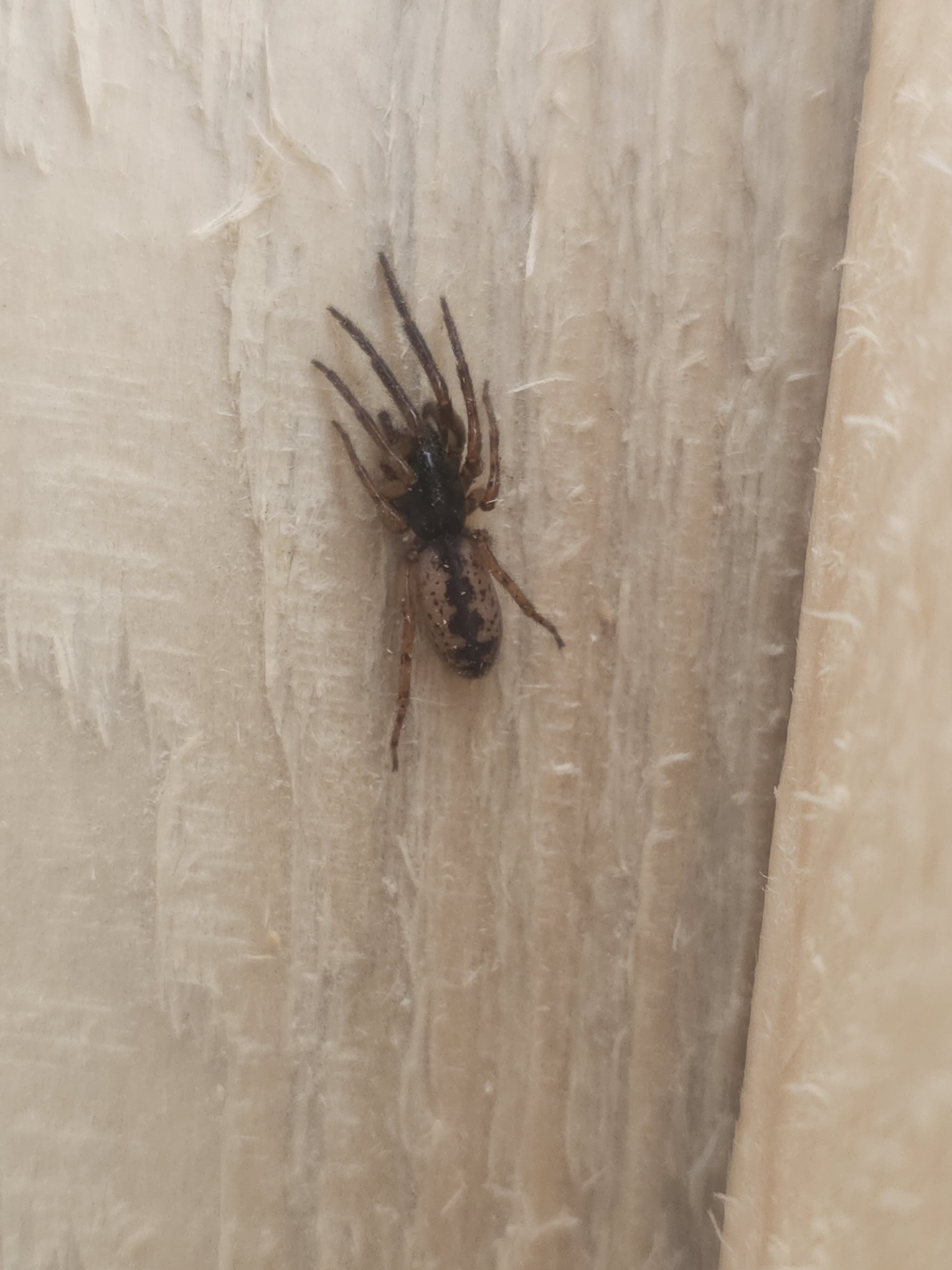 Segestria senoculata - közönséges darócpók