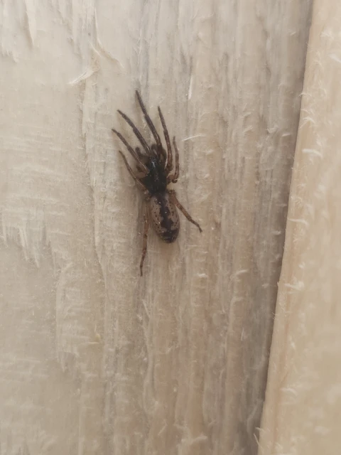 Segestria senoculata - közönséges darócpók