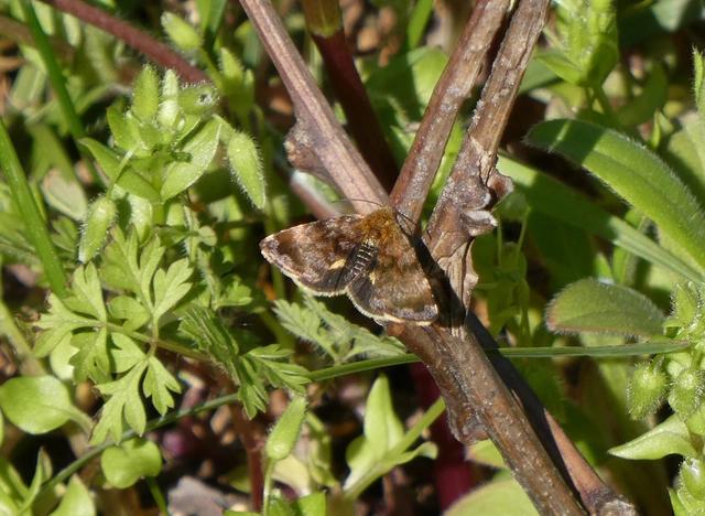 Panemeria tenebrata - apró sárgabagoly