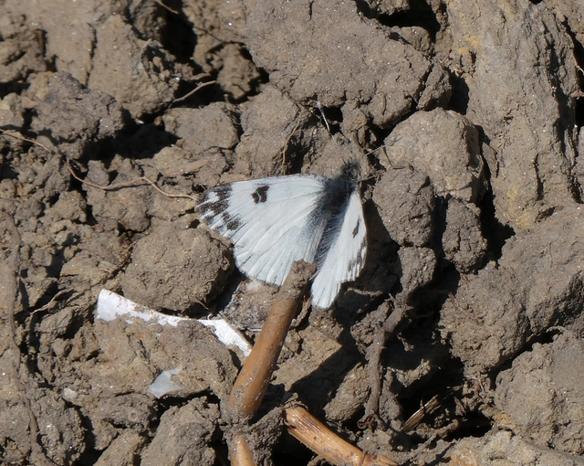 Pontia edusa - rezedalepke