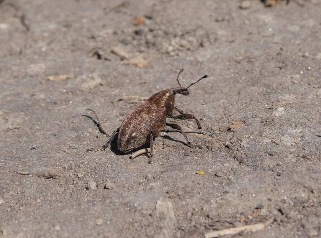 Lepyrus capucinus - pettyes fűzormányos