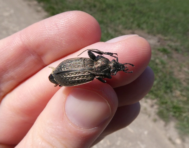 Carabus granulatus - mezei futrinka