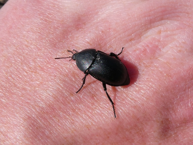 Ablattaria laevigata - sima csigarabló