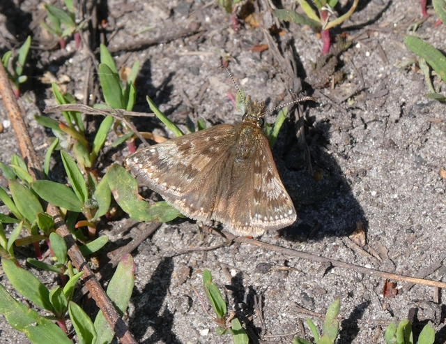Erynnis tages - cigánylepke