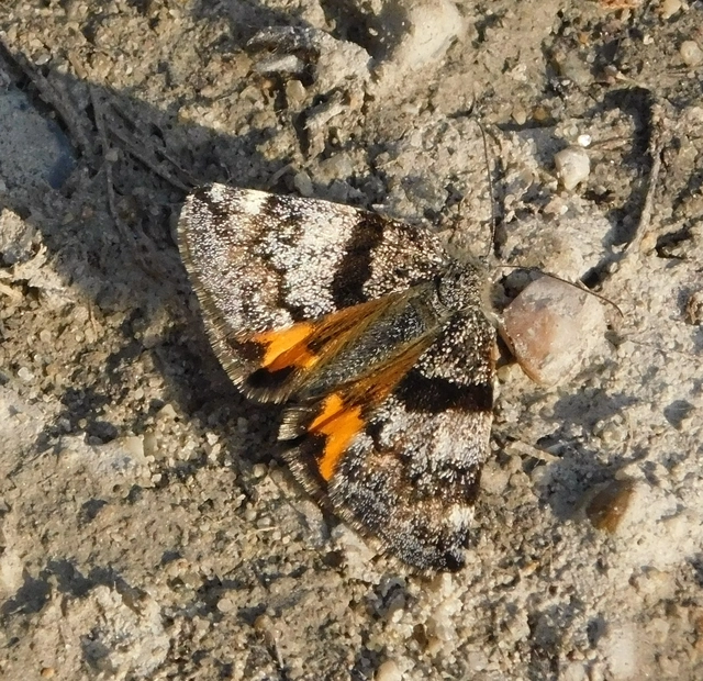 Boudinotiana notha - vörhenyes nappaliaraszoló